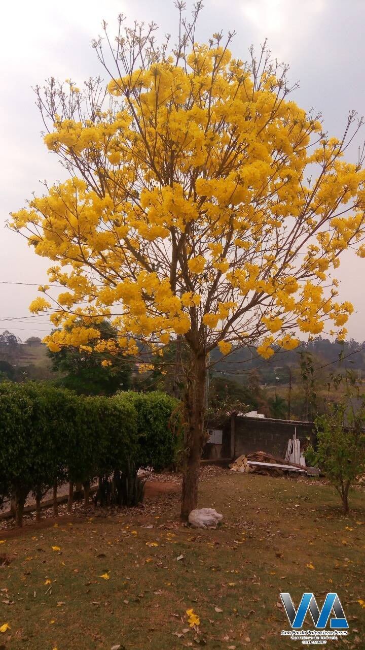 Fazenda à venda com 4 quartos, 270m² - Foto 18